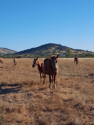 Lindo Campo Para Desarrollo Inmobiliario