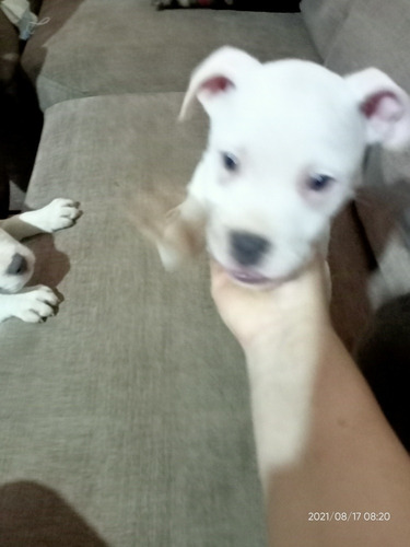 Imagen 4 de 7 de Cachorros Pitbull American Bullin