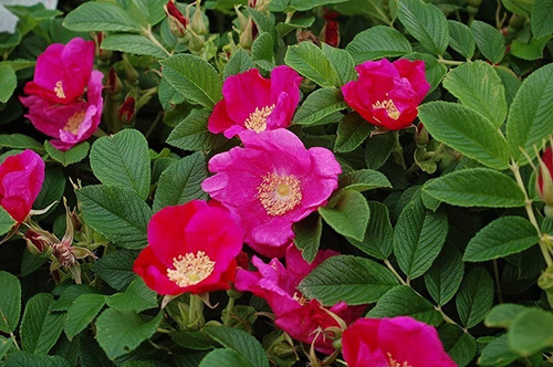 20 Semillas De Rosal Japones Rosa Rugosa Nuevas Selectas