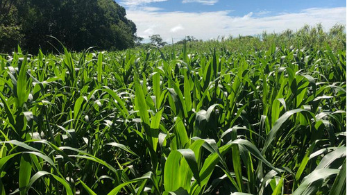 3 Kg De Semillas De Pasto Clon 51 Mejorada + Abono