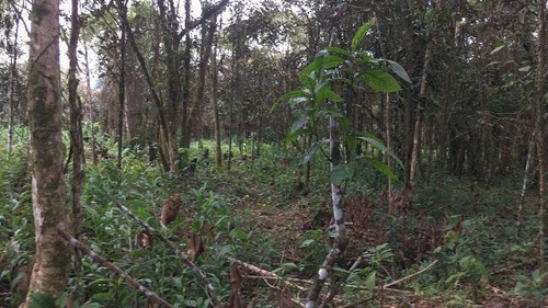 Sítio No Litoral Com 288000 M², Em Itanhaém/sp 4905-pc