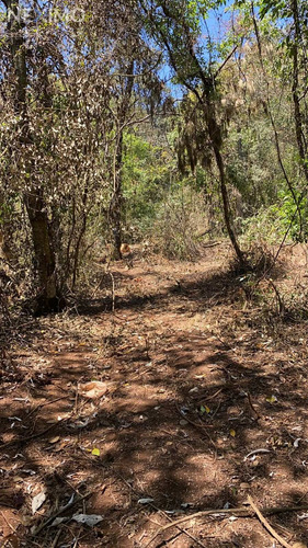 Imagen 1 de 6 de Se Vende Terreno Boscoso En Acaxochitlan, Hidalgo.