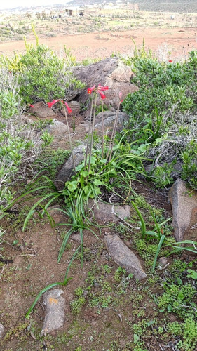 Venta De Terreno Sector Los Porotitos, La Serena
