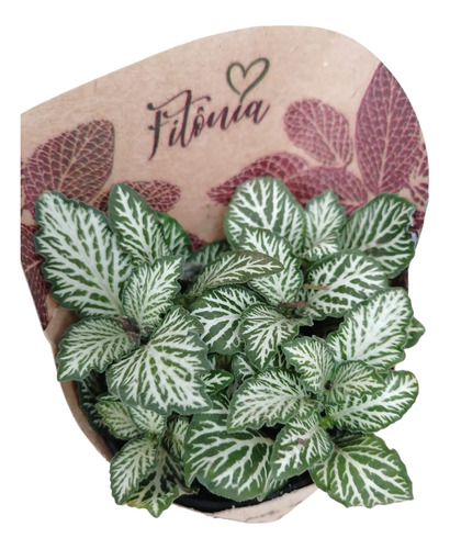 Plantas Fittonia