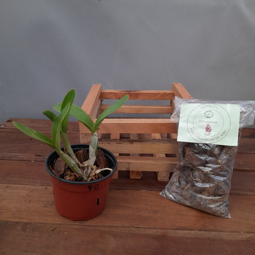 Planta, Combo Orquídea + Cajoncito De Madera + Sustrato.