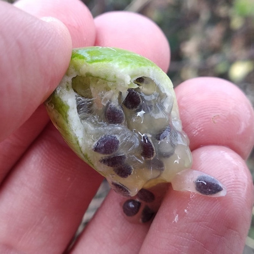 50 Semillas De Passiflora Bryonioides
