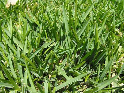 Semillas De Pasto Tipo Cuernavaca, Todo Terreno 1kg