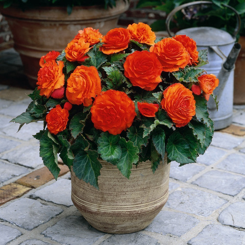 Bulbos De Begonia Non Stop 5 Colores Imp. Holanda