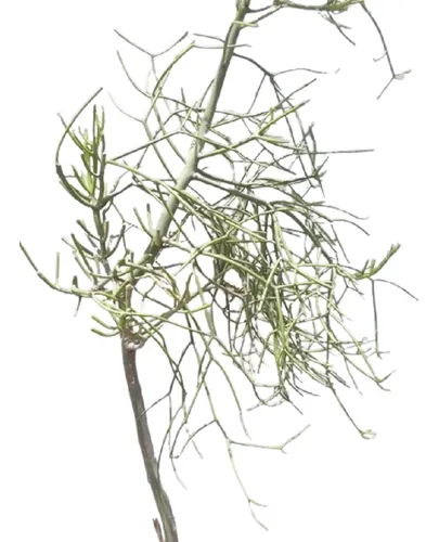 Planta Euphorbia Tirucalli Vta Minorista
