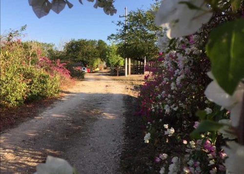 Venta De Hacienda De 453 Has A 5 Min De Tizimin Con Cenotes  Yucatan.