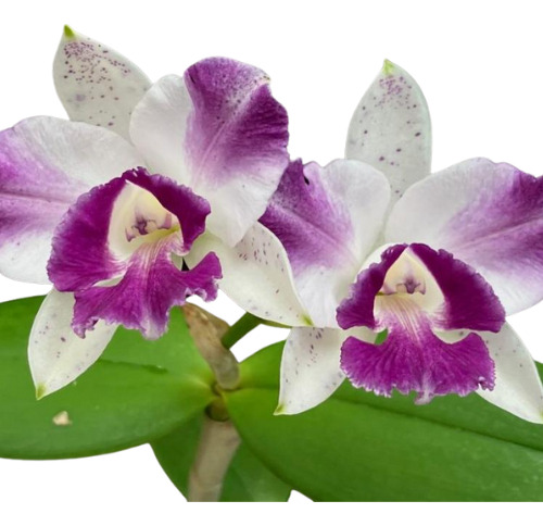 Cattleya(intermedia Coerulia X Amethystoglossa Coerulia)-1un