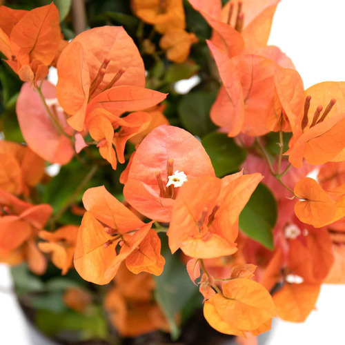 Bugambilia Naranja