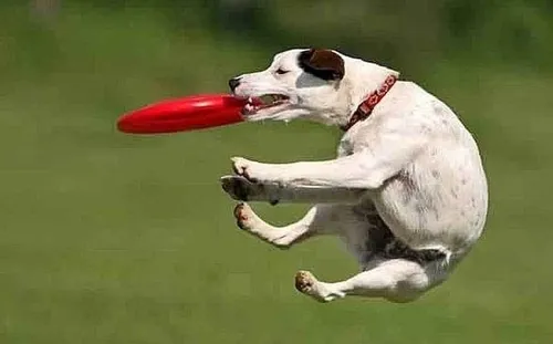 Juguete Kong Flyer Frisbee Perro Talla S Resistente Flexible