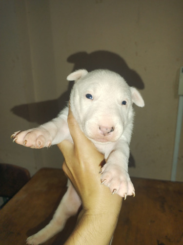 Bull Terrier