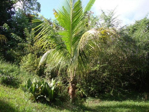 Imagem 22 de 22 de Chácara Para Venda - Botujuru , Mogi Das Cruzes - 100m², 1 Vaga - 1321