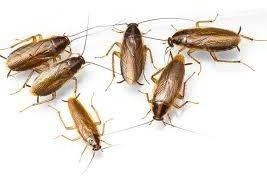 Imagen 5 de 9 de Fumigación - Desinfección - Cucarachas - Ratas - Mosquitos