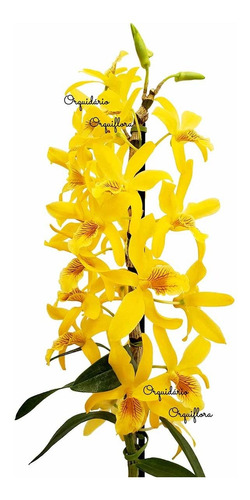 Orquídea Dendrobium Stardust Chyomi ! Planta Adulta !