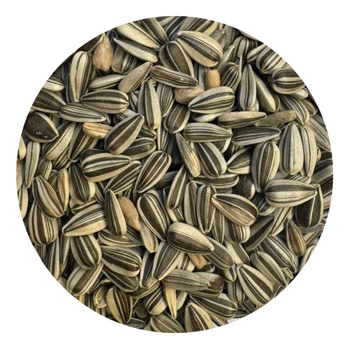 Sementes De Girassol Cv. Multissol Silagem 300g