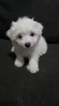 Comprar Cachorra De 50 Días Raza Cruza De Bichon Frizze Y Bichon Mal