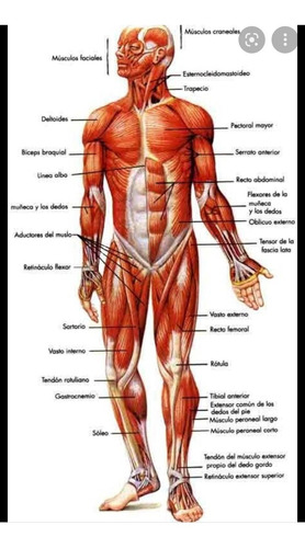 Masaje Reflexología Naturista Martinez A/ Sexos 