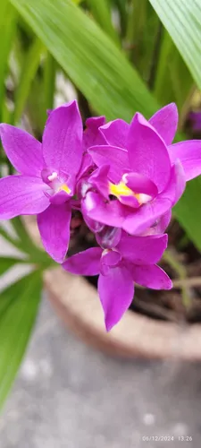 Orquídeas Naturales