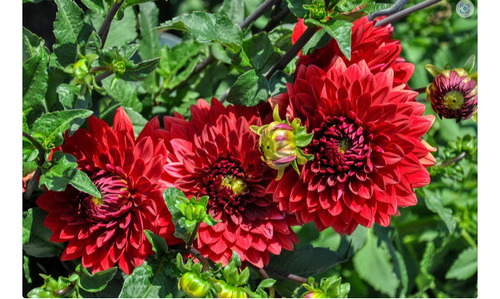 200 Semillas De Dahlia Roja + Instructivo