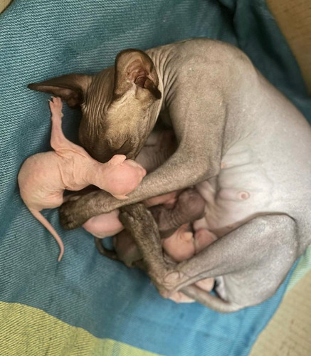 Gato Sphynx (gato Esfinge) Sin Pelo