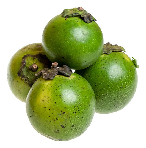 Arbolito De Zapote Negro