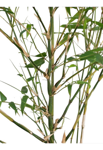 Bambú De Buda (bambusa Ventricosa)