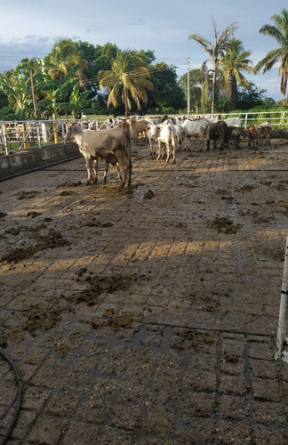 Imagen 12 de 30 de Se Vende Finca Ganadera En El Estado Barinas