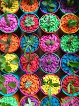 Comprar Piedras Decorativas Colores Cactus Suculentas Souvenir Jade