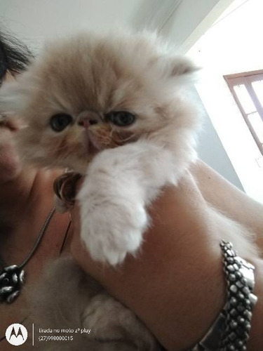 Persa Show Macho