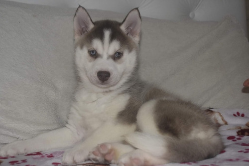 Imagen 4 de 10 de Siberiano Husky Manto Gris Y Negro