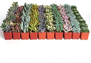 4 Plantitas, De Shop Succulents, Colecci & ;oacute;n Variada
