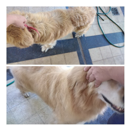 Imagen 2 de 10 de Peluqueria Canina Esquilas