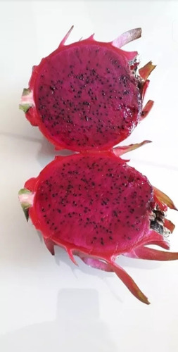 Mudas Da Pitaya Gigante Chinesa (kit Com 2) + Brinde