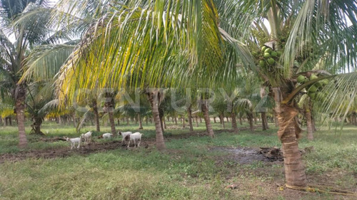 Venta De 5 Has. Sembradas Con Palma De De Coco En Coquimatlán, Colima.