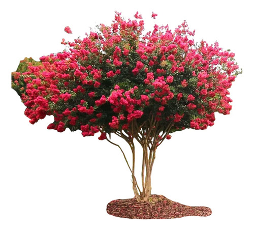 Árbol De Júpiter Astronómica Incluye Manual De Cuidados Rosa Chicle