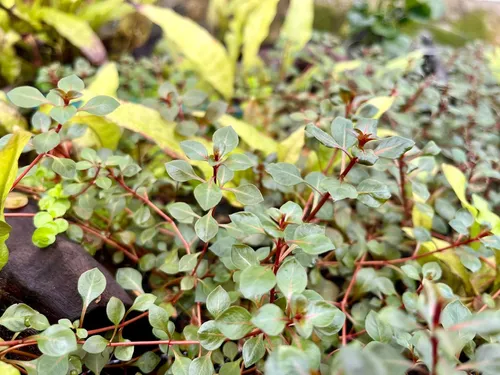 Ludwigia Sp. Red, Planta Acuática X 7 Tallos