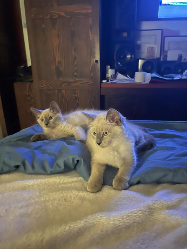 Siameses Blue Point Machos Ya Buscan Home Tres Meses Mza