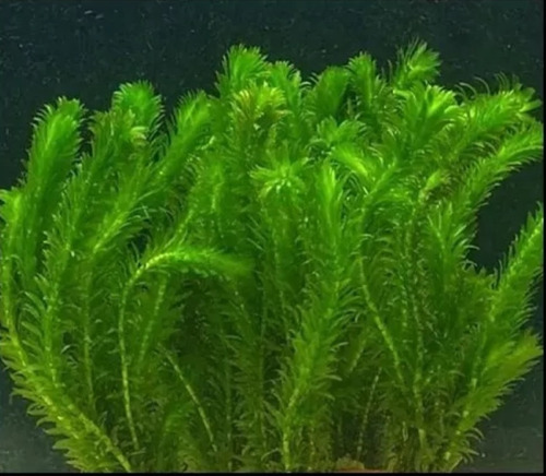 Planta Para Aquario Egeria Densa Elodeia 25mudas Aquakis