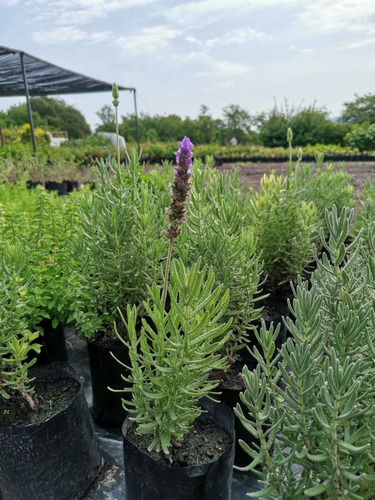 Imagen 2 de 3 de Paquete 5 Plantas De Lavanda Aromática