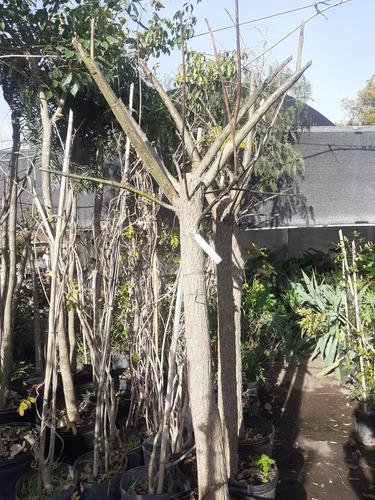 Imagen 3 de 6 de Arbol Ceibo, Árbol Del Coral T20/25cm 65lts