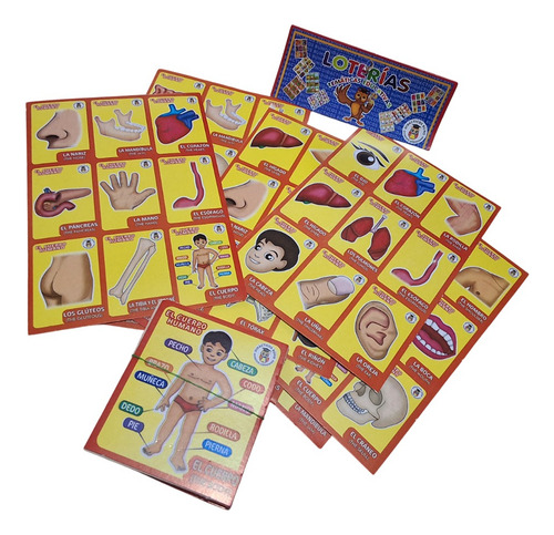 Juego Mesa Lotería Educativa Partes Cuerpo Didáctica Escolar