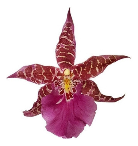 Orquídea Miltassia Dark Star ! Planta Adulta !
