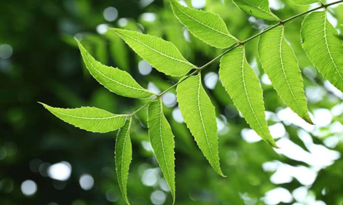 Árbol De Neem (azadirachta Indica) Más Semillas
