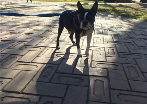 Imagen 4 de 7 de Boston Terrier Doy En Adopción