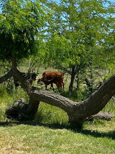 Imagen 12 de 12 de Casa Campera Con Pileta En Granja, Con Posibilidad De Interactuar Con Animales . Muy Cerca De La Ciudad Disponible Todo El Año