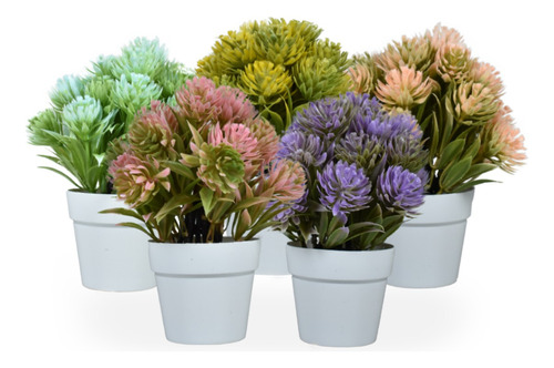 Maceta Crassula Money Maker Variegata Artificiales 4pz