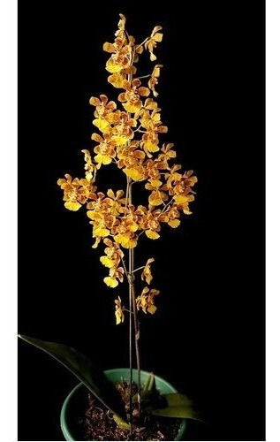 Orquídea Oncidium Flor Amarela Planta Adulta Com Vaso | MercadoLivre